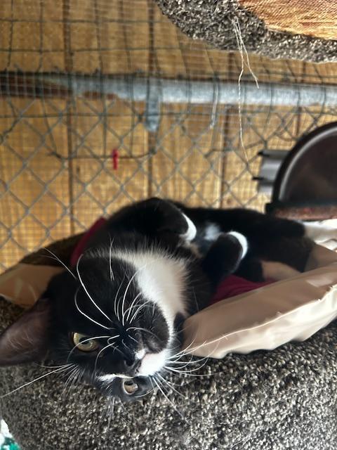 Enlarge Amore (bonded with Love Bug), a ADOPTABLE Domestic Short Hair in Ashland, OH image 4/4