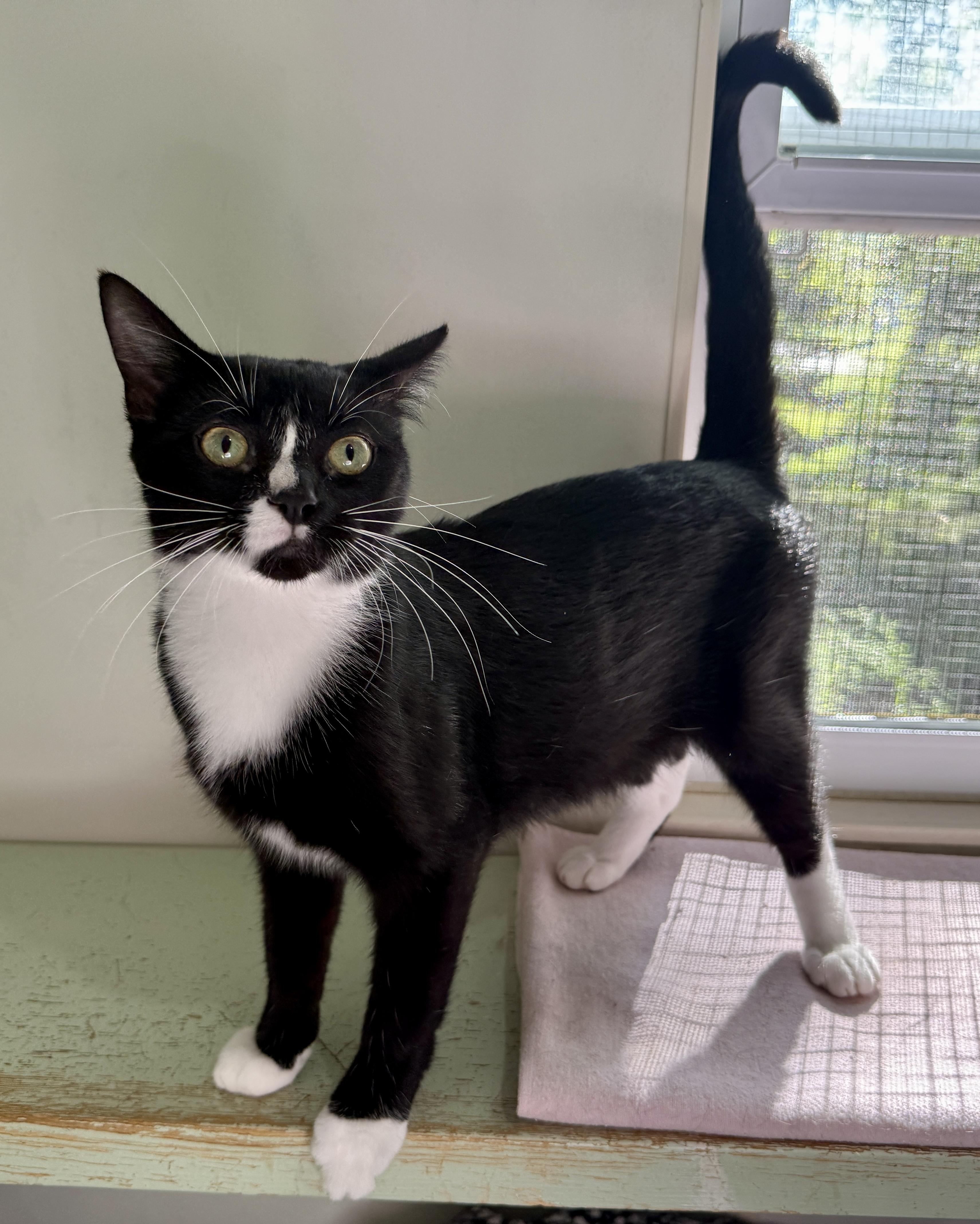 Amore, a ADOPTABLE Domestic Short Hair in Ashland, OH image 2/6