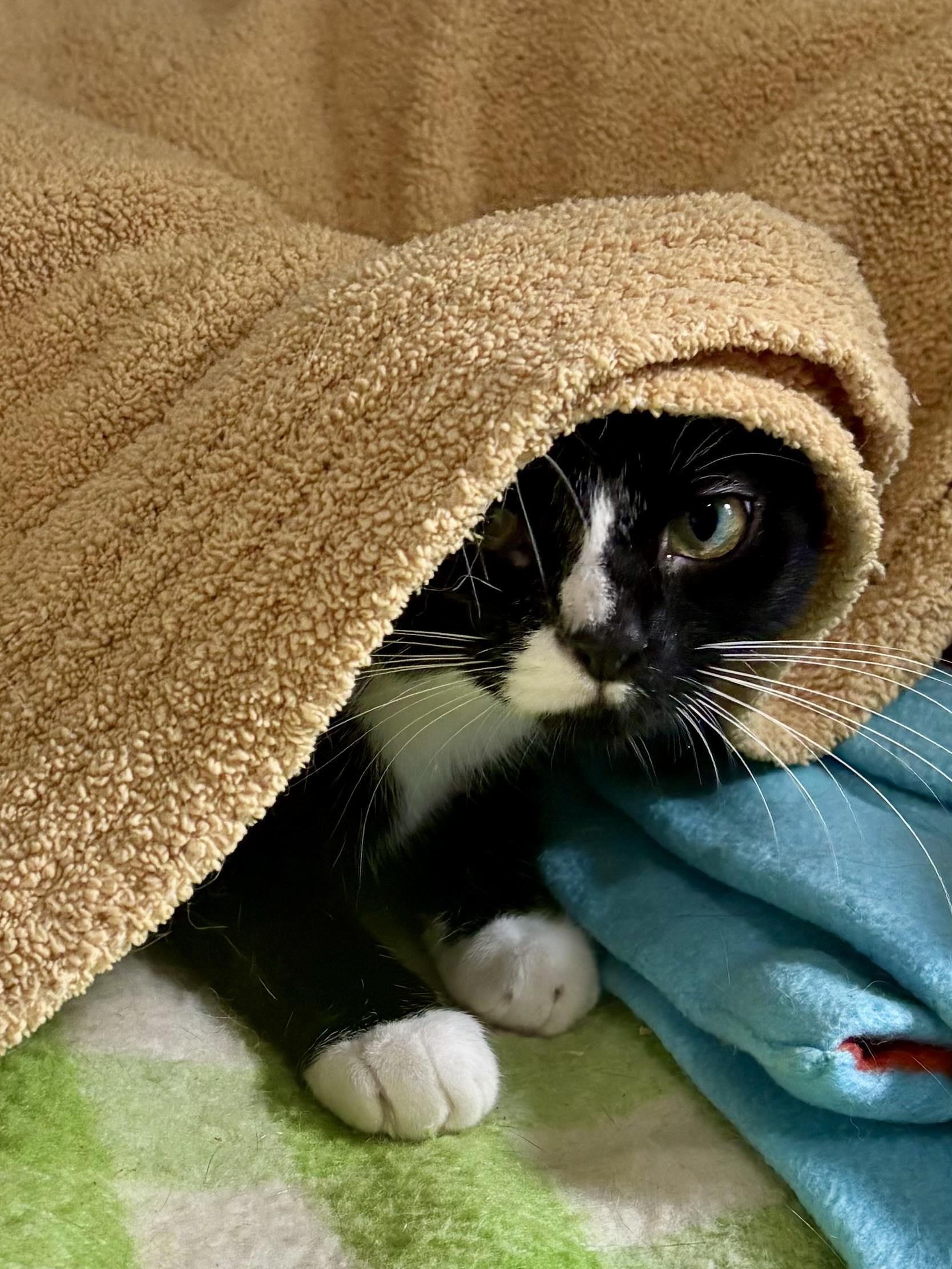 Amore, a ADOPTABLE Domestic Short Hair in Ashland, OH image 4/6