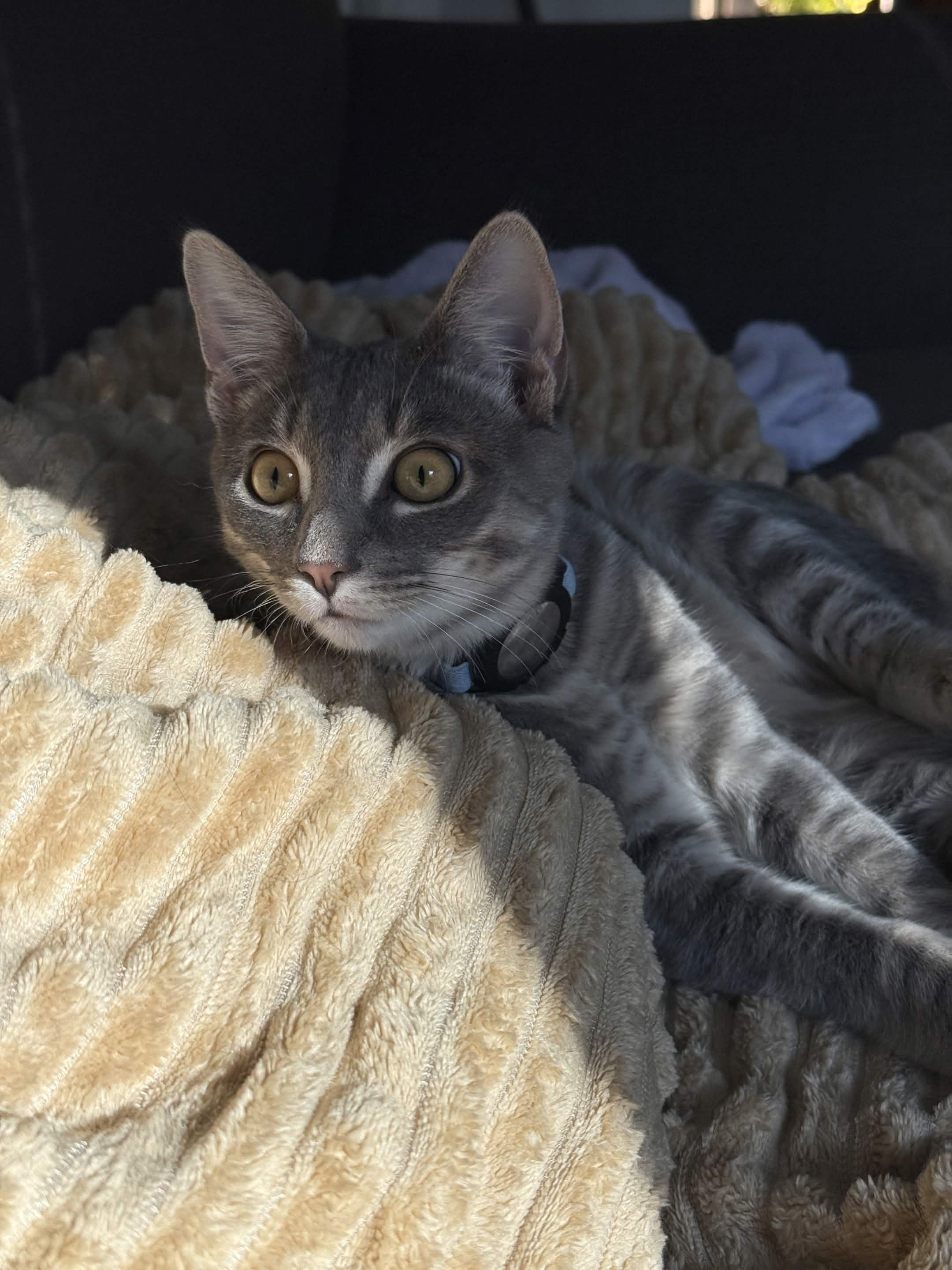 Billie, a ADOPTABLE Domestic Short Hair in Weehawken, NJ image 2/6