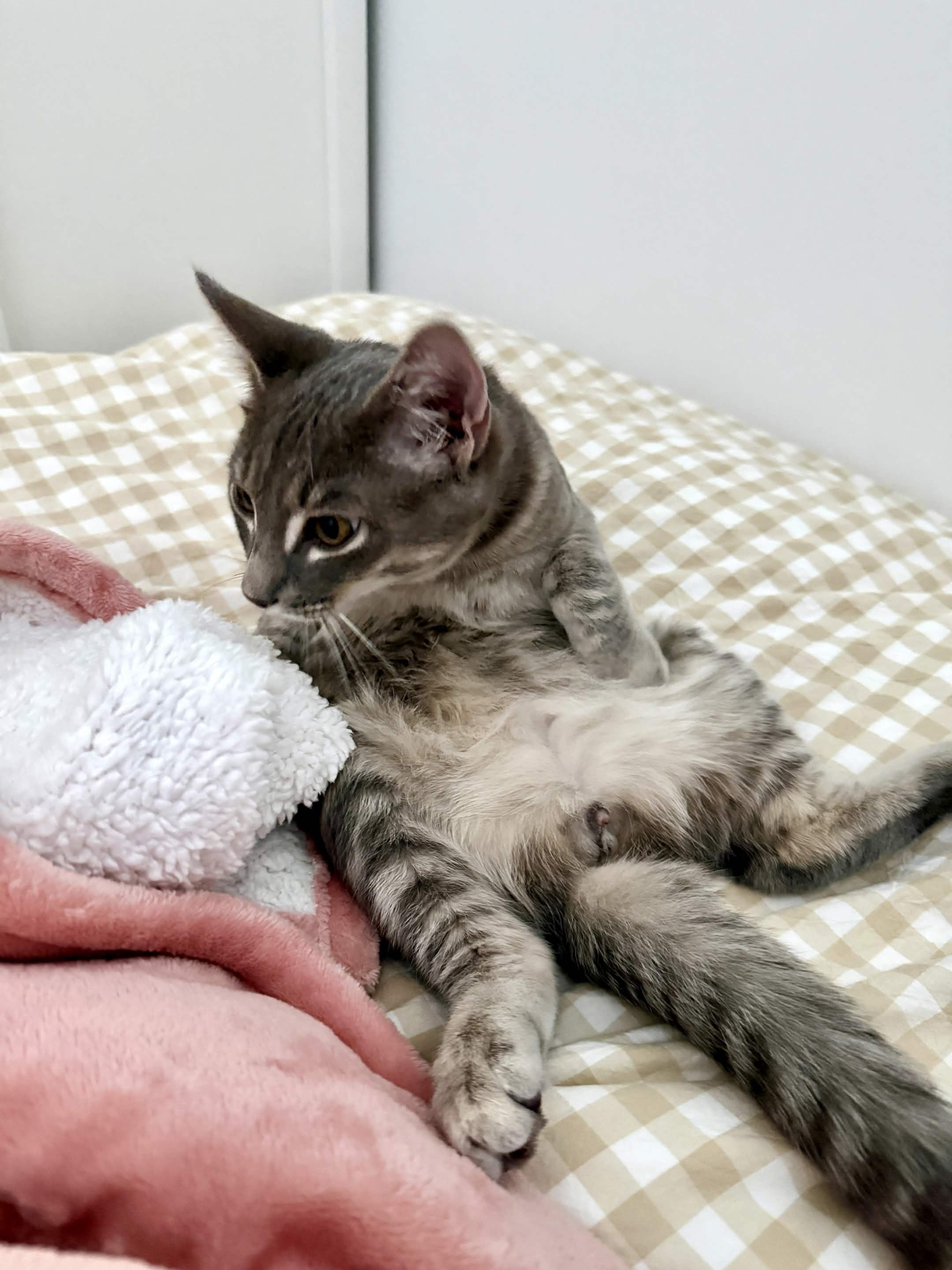Billie, a ADOPTABLE Domestic Short Hair in Weehawken, NJ image 5/6