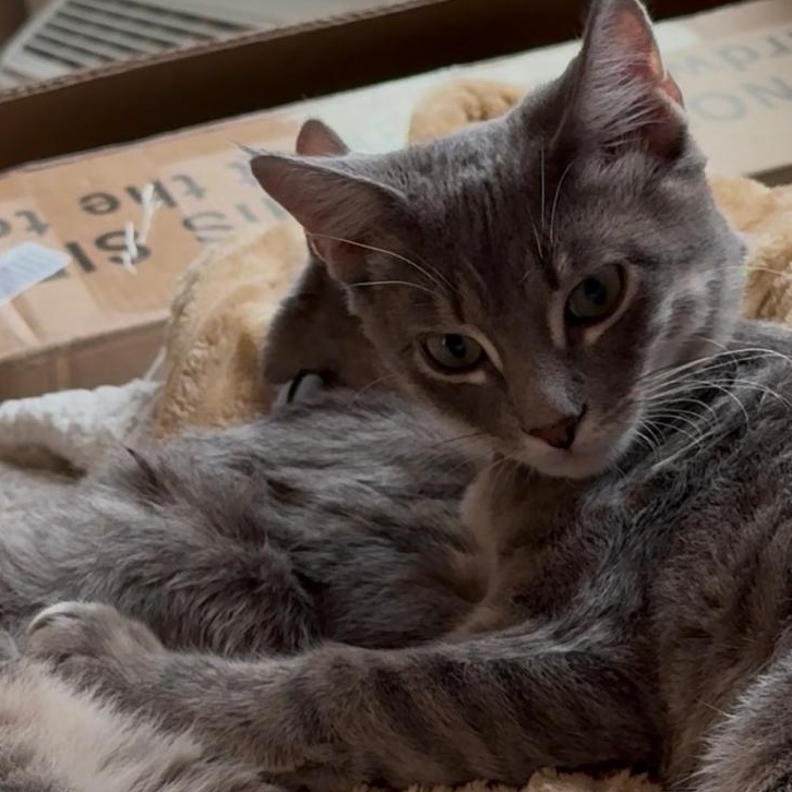 Enlarge Billie, a ADOPTABLE Domestic Short Hair in Weehawken, NJ image 1/5