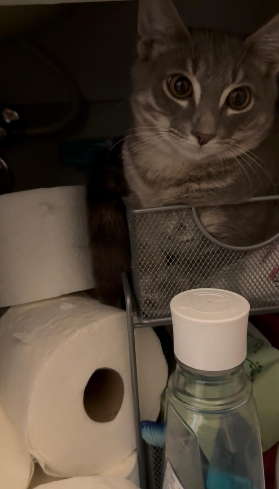 Enlarge Billie, a ADOPTABLE Domestic Short Hair in Weehawken, NJ image 5/5