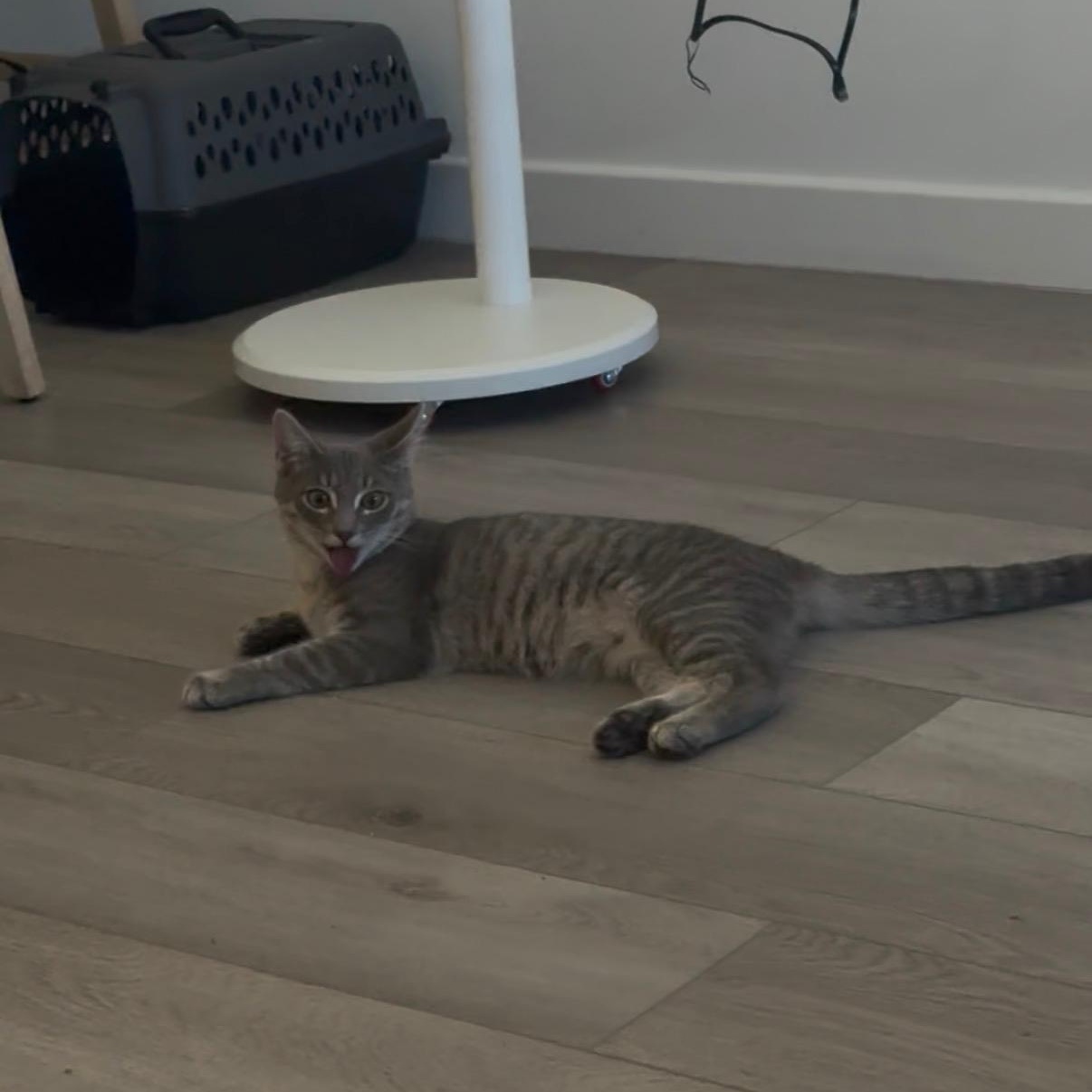 Enlarge Billie, a ADOPTABLE Domestic Short Hair in Weehawken, NJ image 2/5