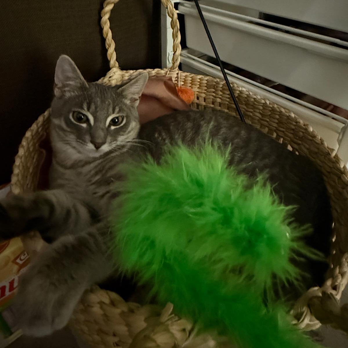 Enlarge Billie, a ADOPTABLE Domestic Short Hair in Weehawken, NJ image 4/5