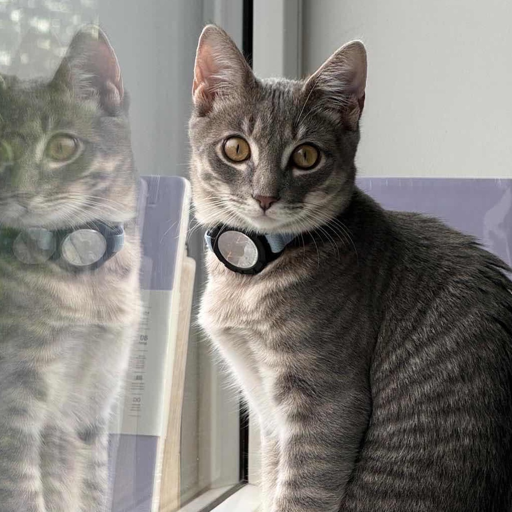Billie, a ADOPTABLE Domestic Short Hair in Weehawken, NJ image 1/6