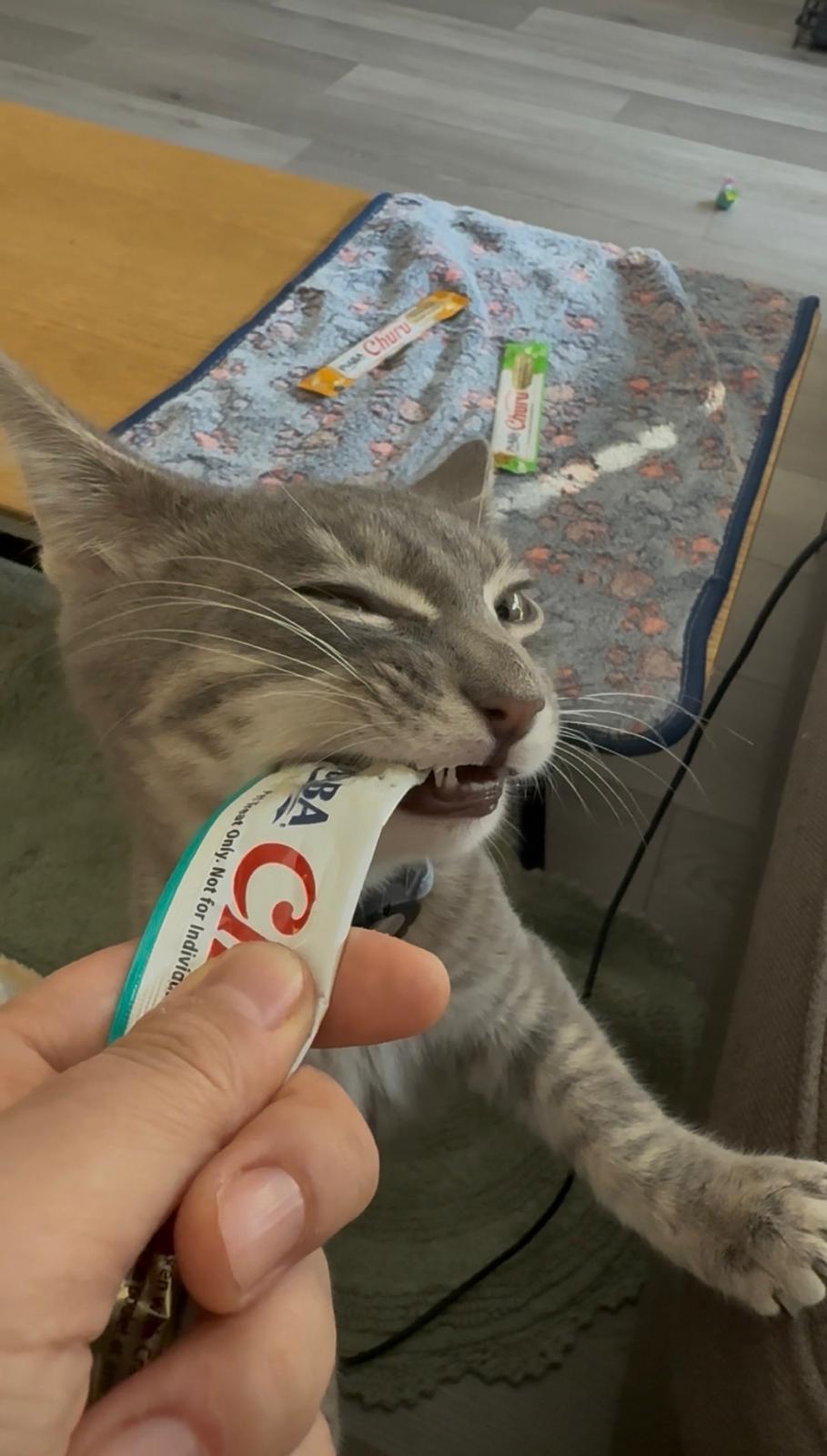 Enlarge Billie, a ADOPTABLE Domestic Short Hair in Weehawken, NJ image 3/5