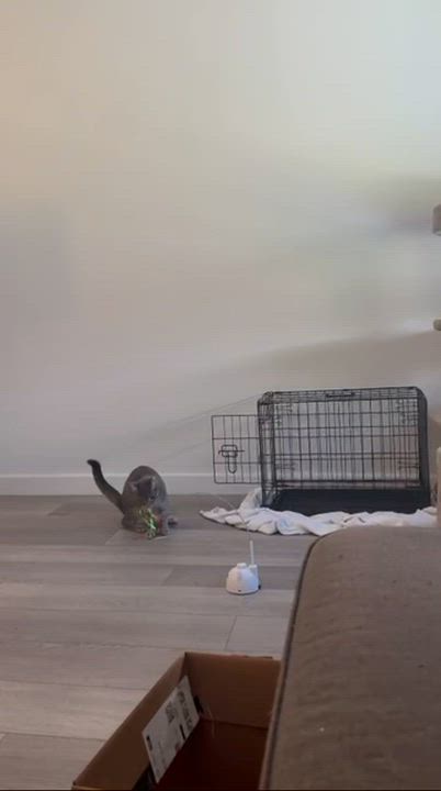 Enlarge Billie, a ADOPTABLE Domestic Short Hair in Weehawken, NJ video 4/6
