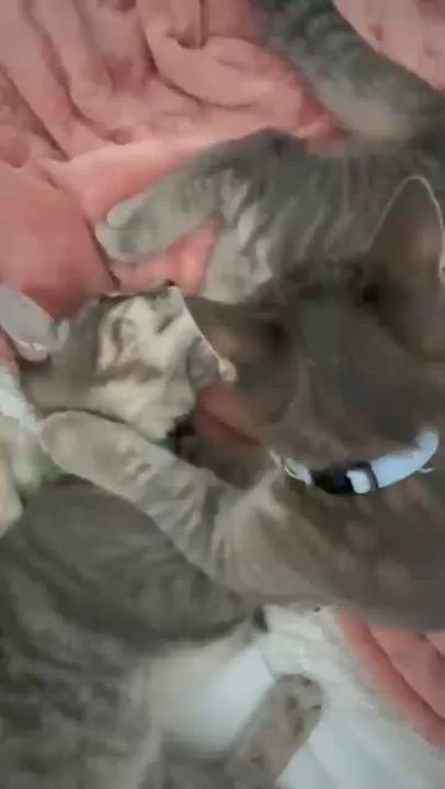 Enlarge Billie, a ADOPTABLE Domestic Short Hair in Weehawken, NJ video 6/6