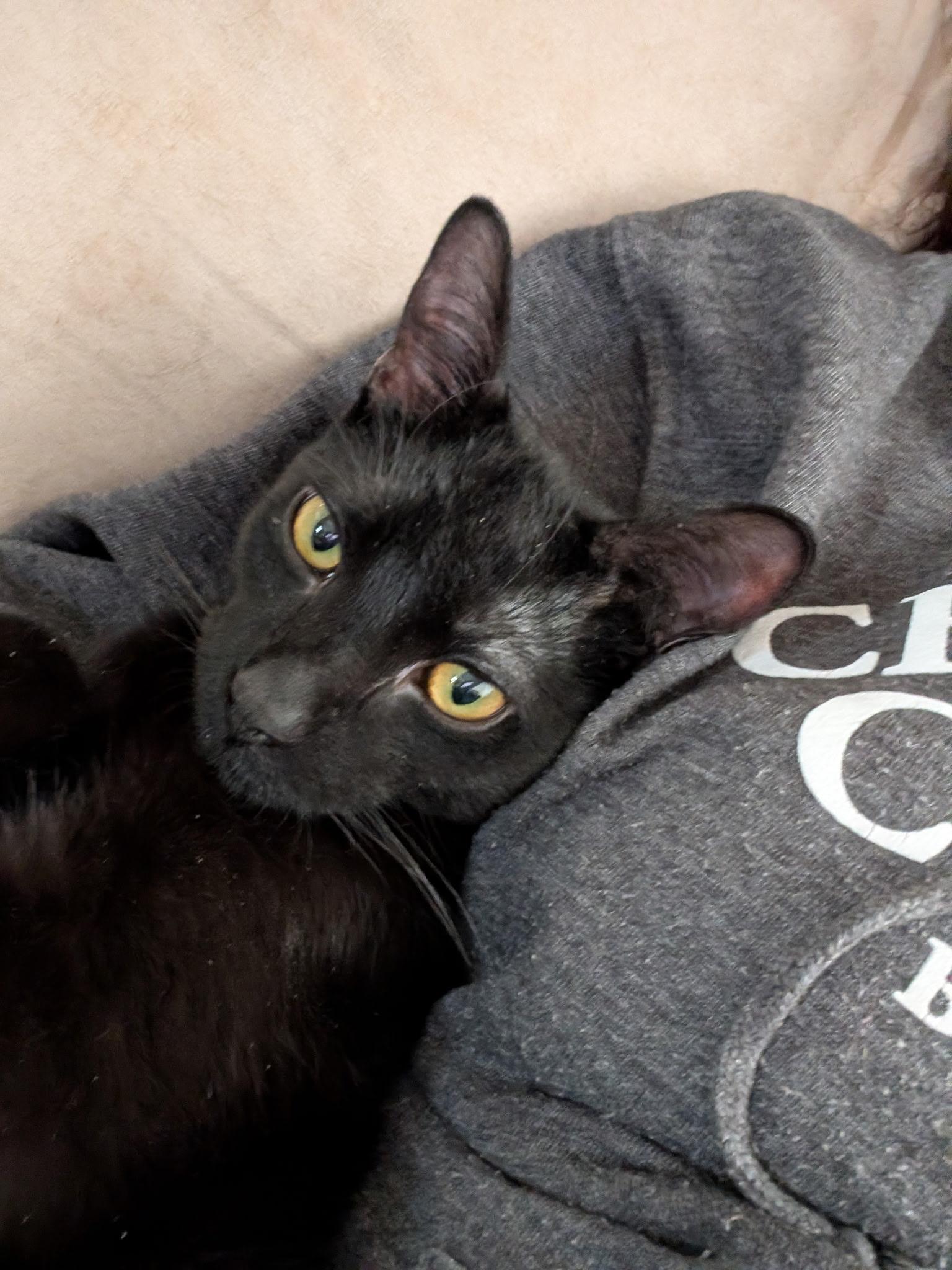 Enlarge Marten, a ADOPTABLE Domestic Short Hair in Barrington Hills, IL image 3/3