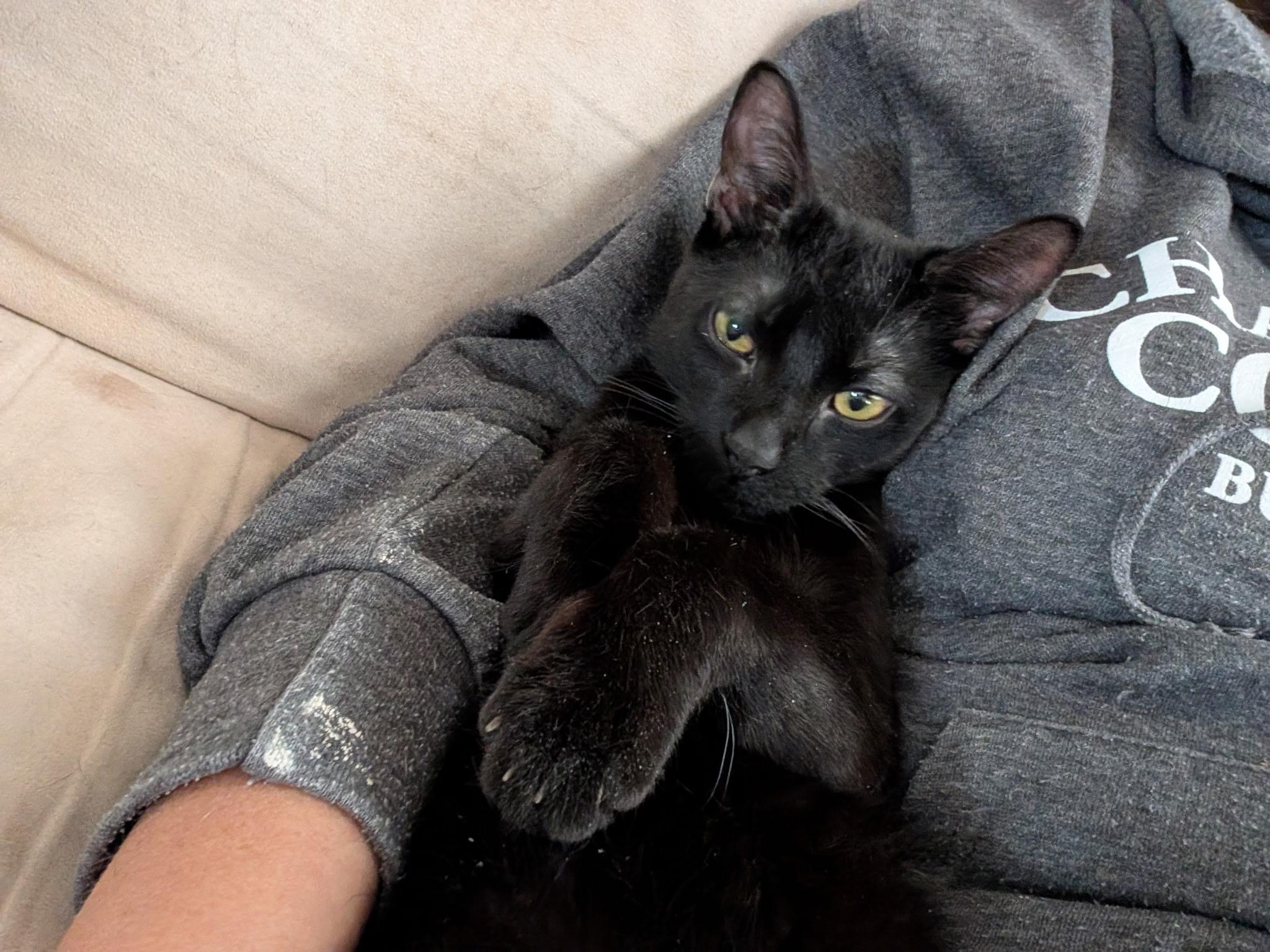 Enlarge Marten, a ADOPTABLE Domestic Short Hair in Barrington Hills, IL image 2/3