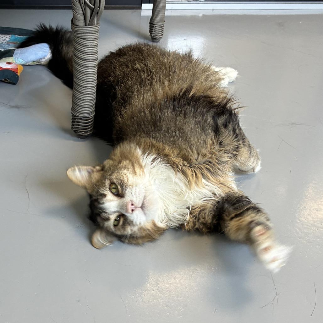 Enlarge Lucy, a Adoptable Domestic Long Hair in Ponca City, OK image 2/5