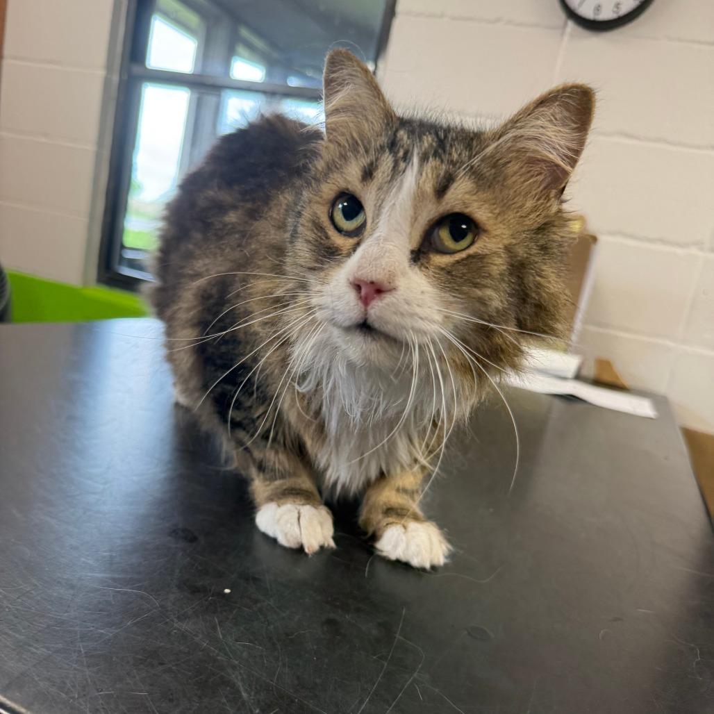 Lucy, Adoptable, Adult Female Domestic Long Hair.