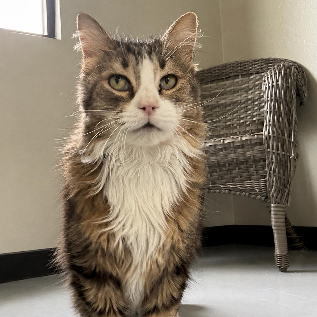 Enlarge Lucy, a Adoptable Domestic Long Hair in Ponca City, OK image 2/3