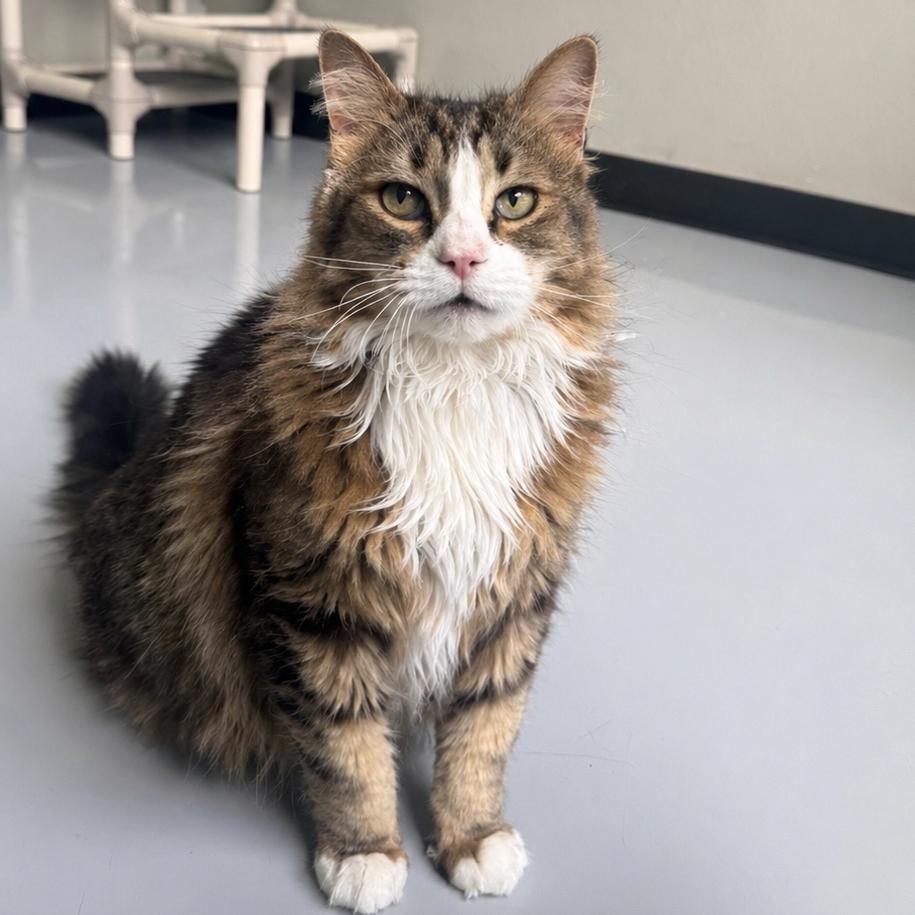 Enlarge Lucy, a Adoptable Domestic Long Hair in Ponca City, OK image 3/3