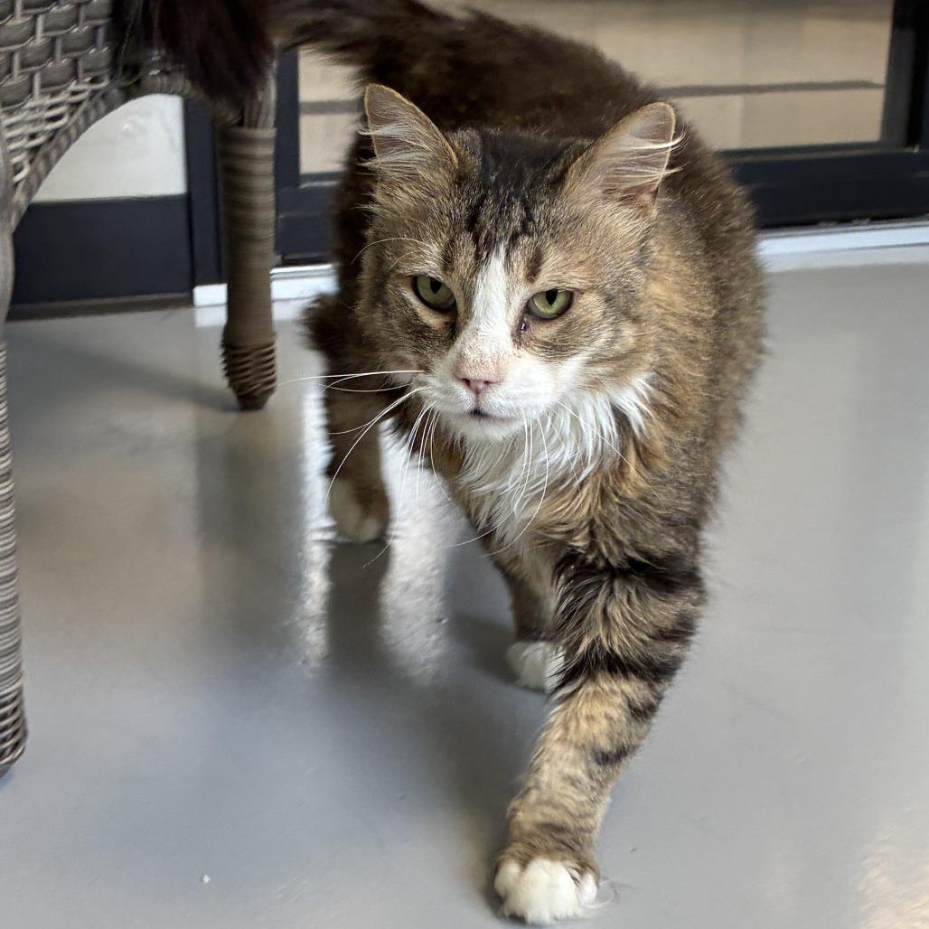 Enlarge Lucy, a Adoptable Domestic Long Hair in Ponca City, OK image 5/5