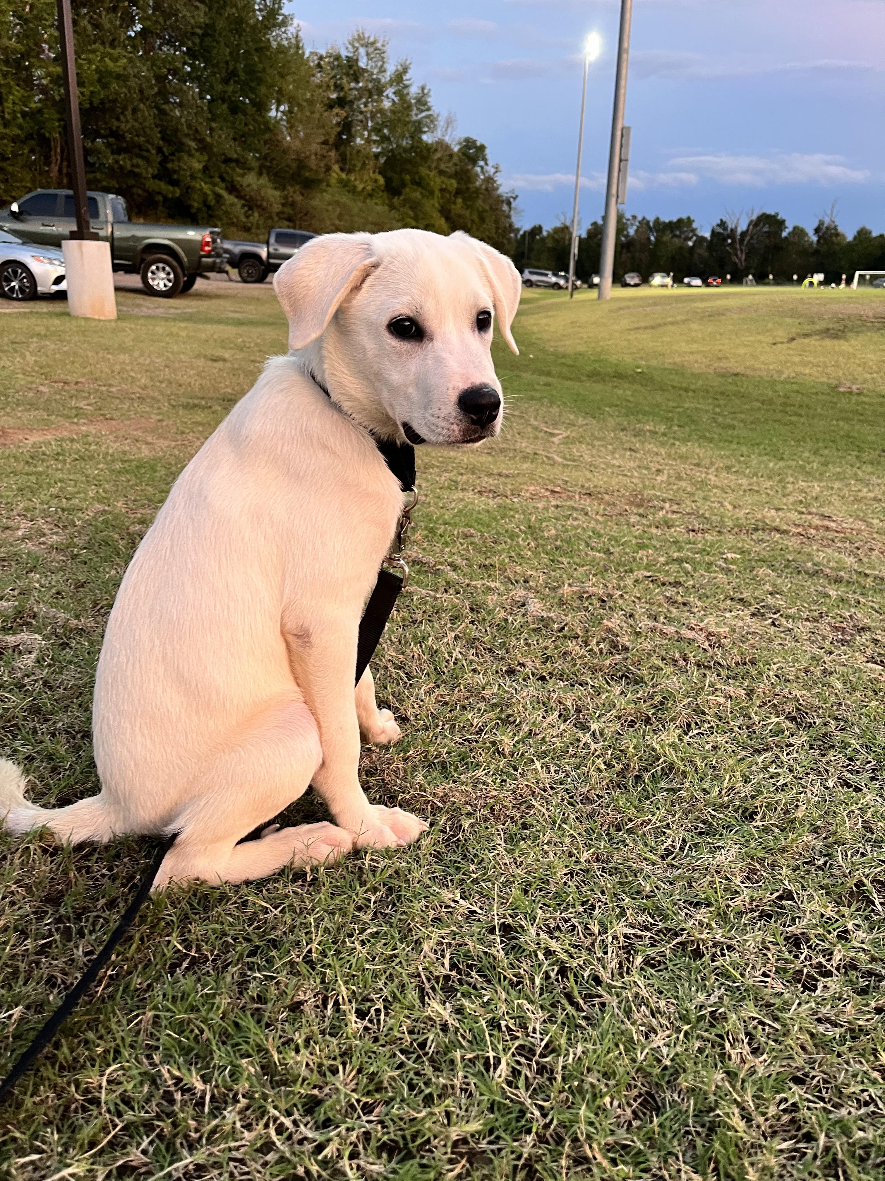 Leo, Adoptable, Puppy Male Great Pyrenees & American Bully.