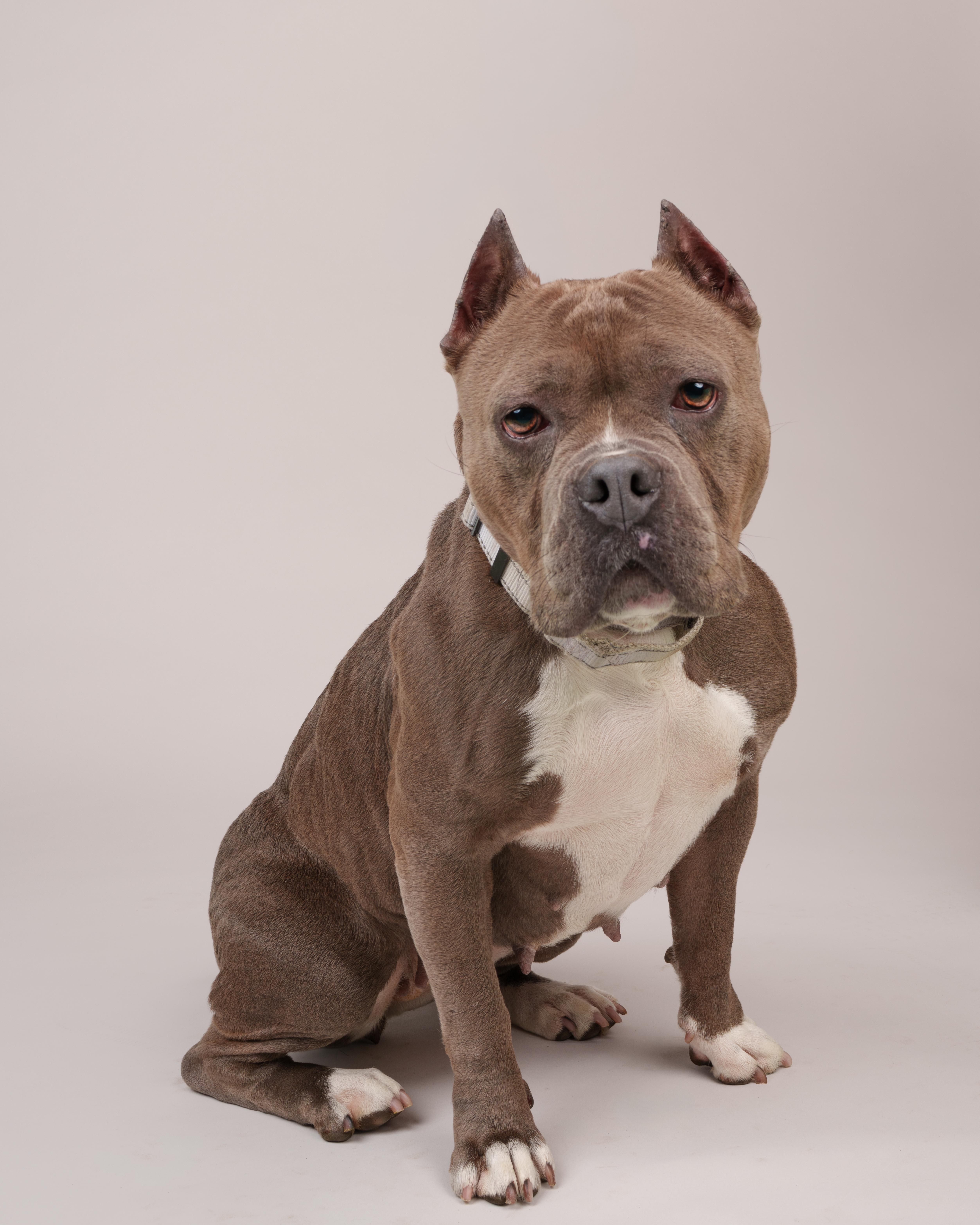 Enlarge Gertrude, a Adoptable mixed breed in Southold, NY image 1/2