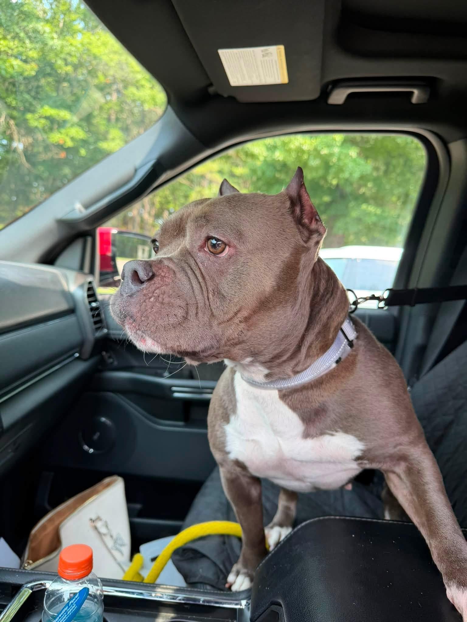 Enlarge Gertrude, a Adoptable mixed breed in Southold, NY image 2/2