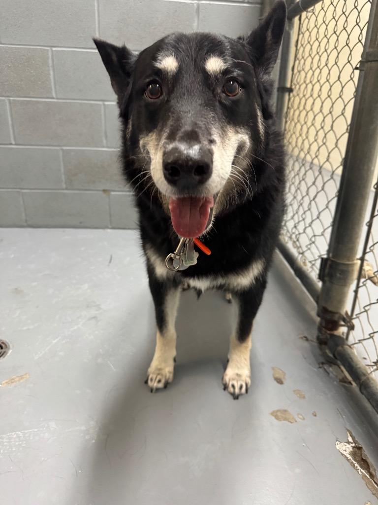 Enlarge Lucky, a Adoptable Husky in Winnipeg, MB image 1/2
