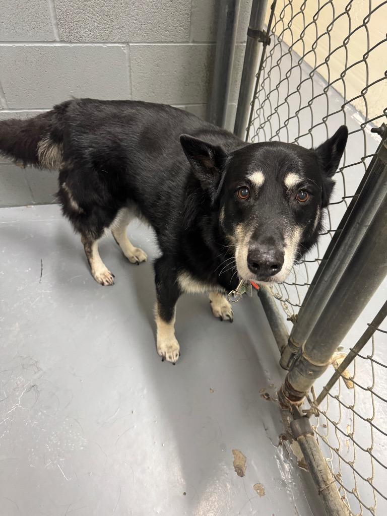 Enlarge Lucky, a Adoptable Husky in Winnipeg, MB image 2/2