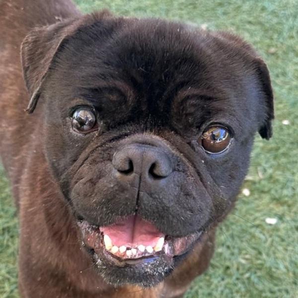 Bluebell, Adoptable, Adult Male Pug.