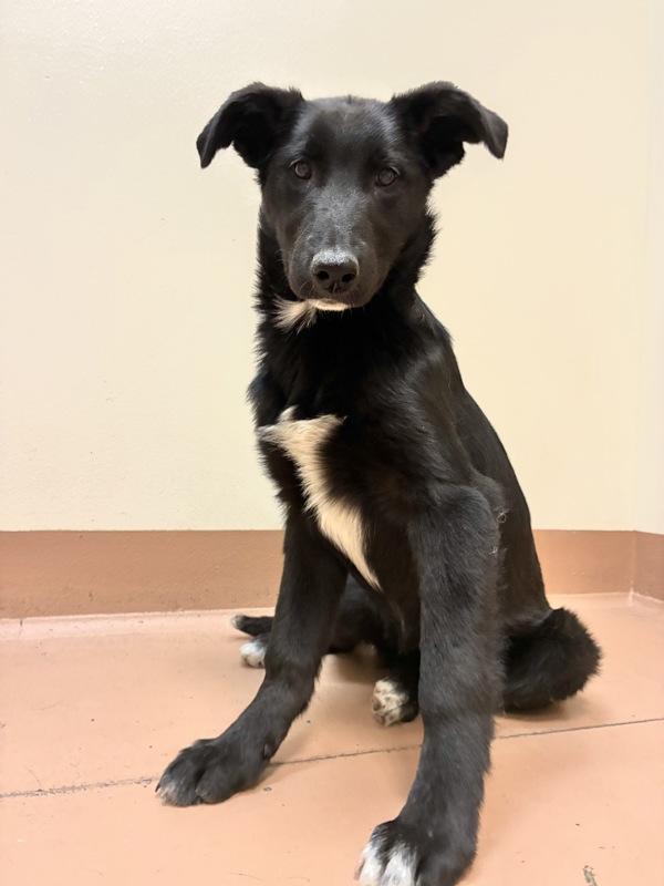 Enlarge Poppy, a Adoptable mixed breed in Kennewick, WA image 1/1