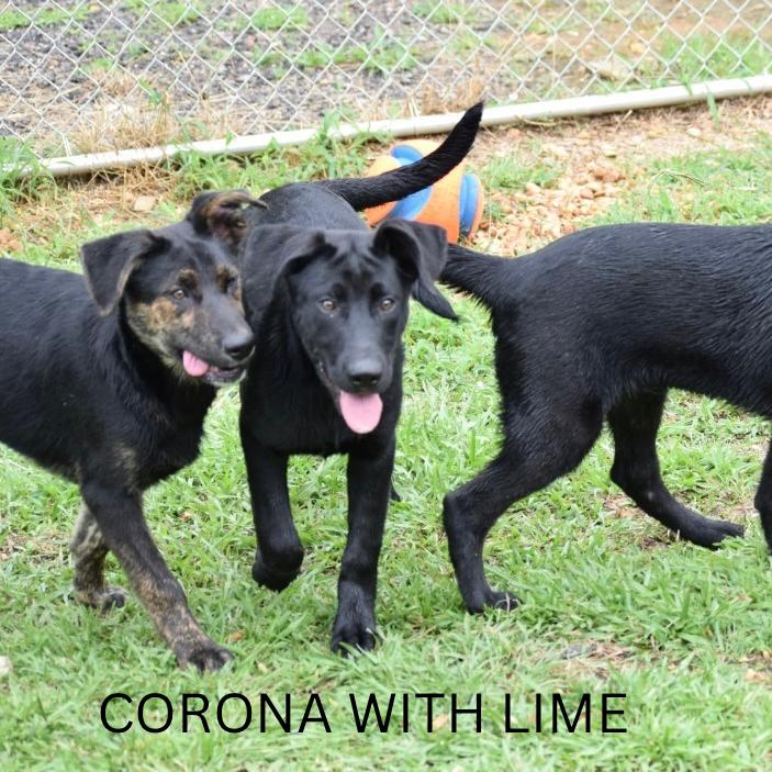 Corona with Lime 040904A, Adoptable, Puppy Male Husky & German Shepherd Dog.