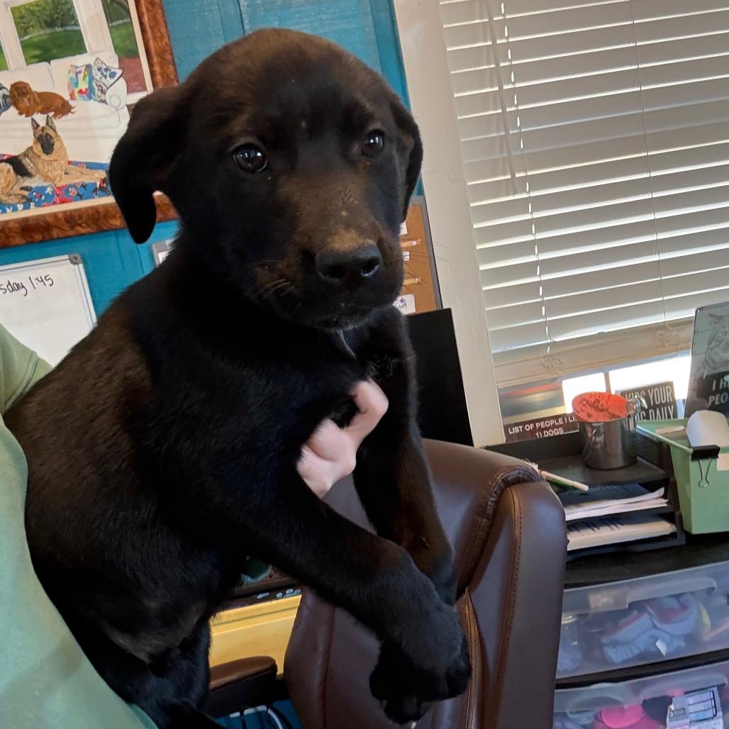 Enlarge Corona with Lime 040904A, a Adoptable mixed breed in Amory, MS image 1/1