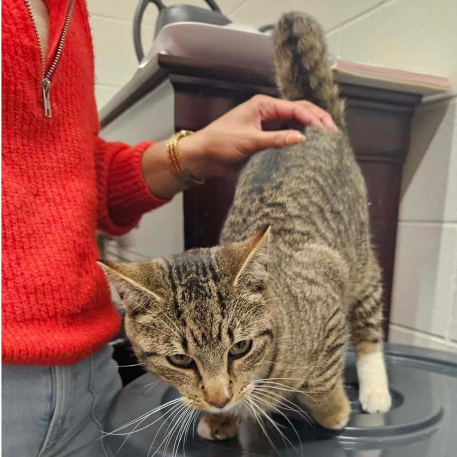 TONY  Available NOW - ADOPTION or RESCUE!, Adoptable, Adult Male Domestic Short Hair.