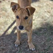 Talon, Adoptable, Young Male Labrador Retriever & Australian Cattle Dog / Blue Heeler.