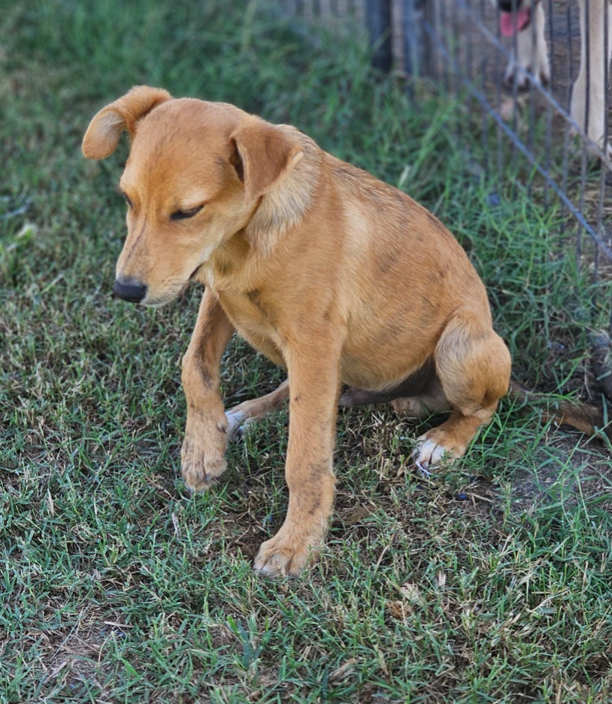 Talon, a Adoptable mixed breed in Enfield , CT image 2/3