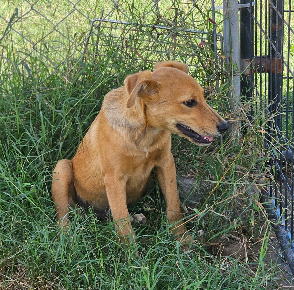 Talon, a Adoptable mixed breed in Enfield , CT image 3/3