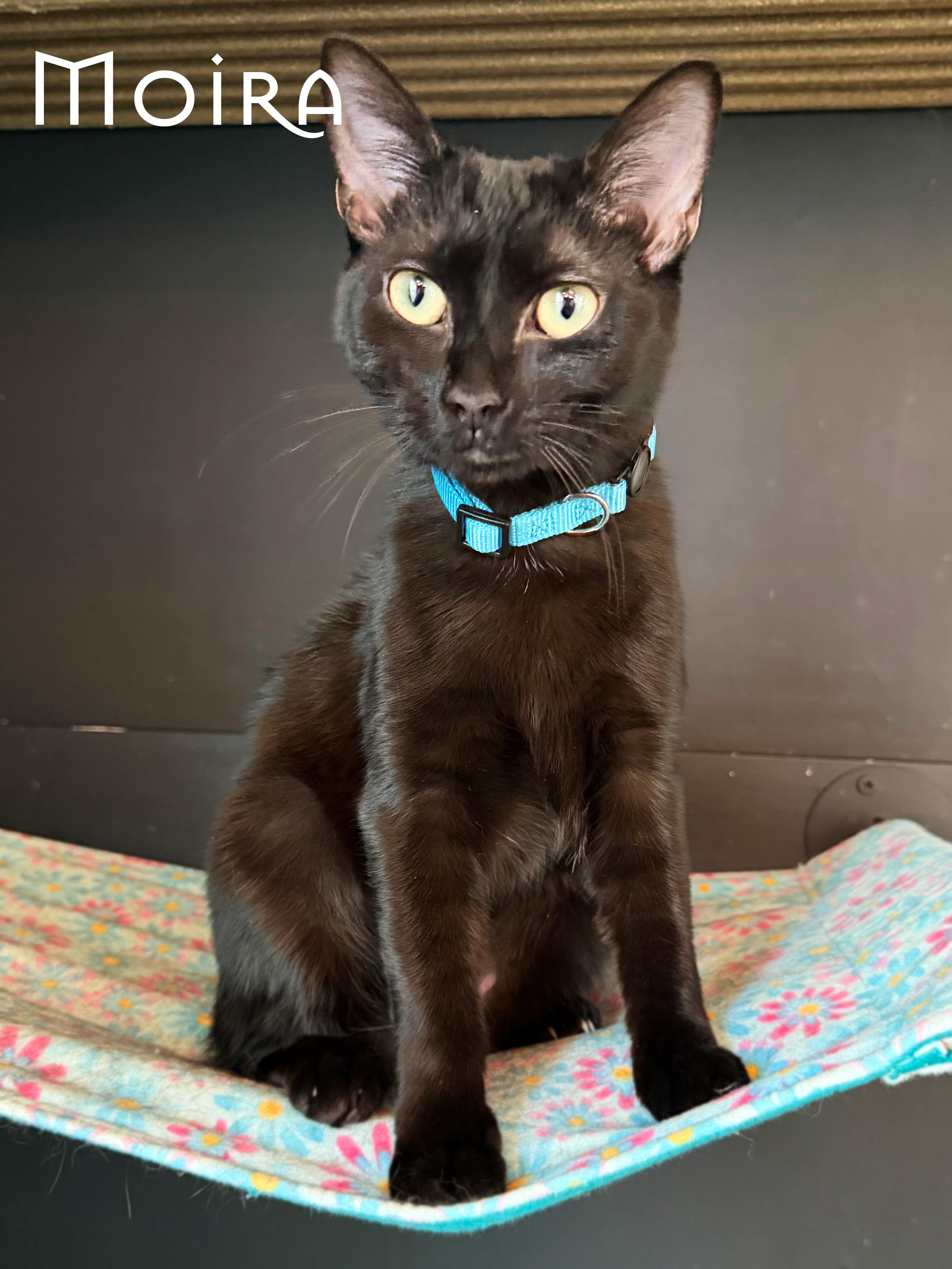 Janine & Moira, a ADOPTABLE Domestic Short Hair in Asheville, NC image 1/2