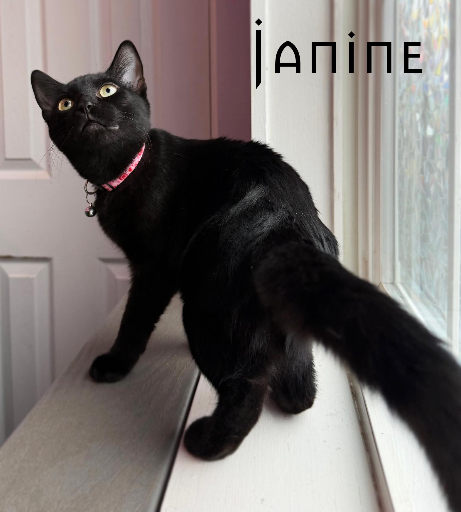 Janine & Moira, a ADOPTABLE Domestic Short Hair in Asheville, NC image 2/2