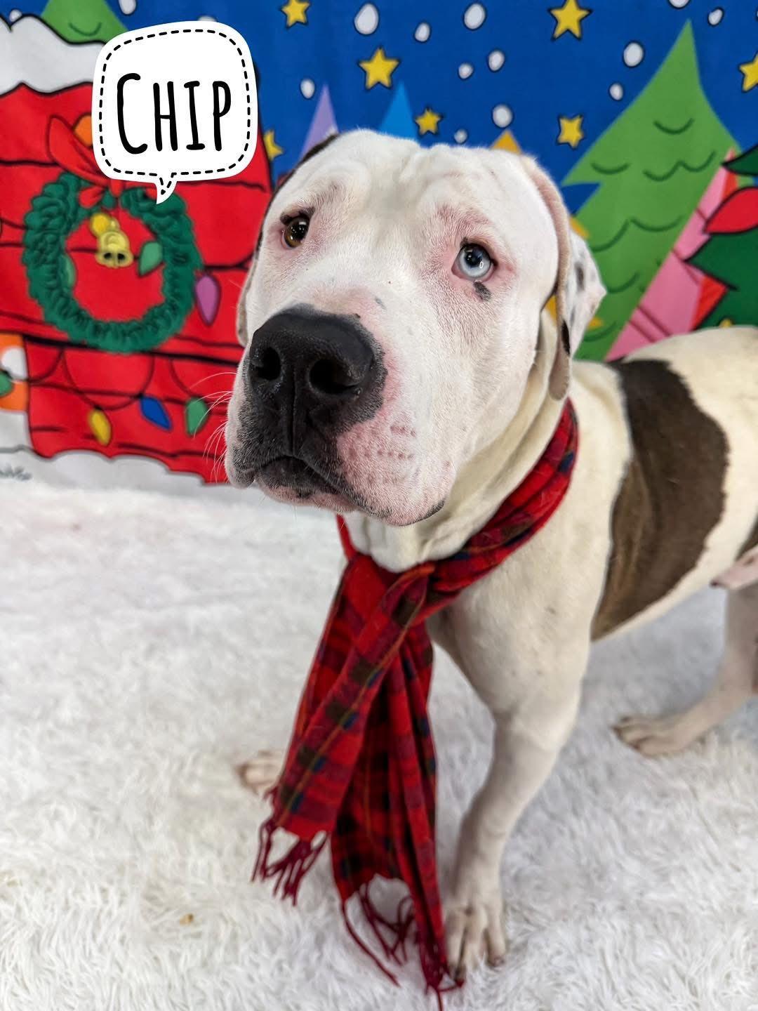 Chip, ADOPTABLE, Adult Male Mixed Breed.