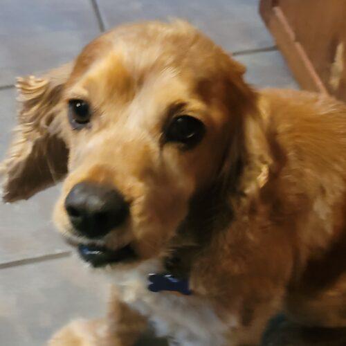 Enlarge Tom N 26083, a Adoptable Cocker Spaniel in Parker, CO image 1/5