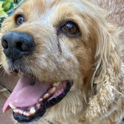 Enlarge Tom N 26083, a Adoptable Cocker Spaniel in Parker, CO image 3/5
