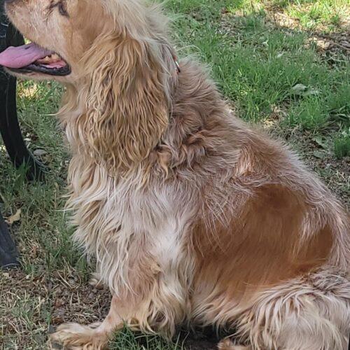 Enlarge Tom N 26083, a Adoptable Cocker Spaniel in Parker, CO image 4/5