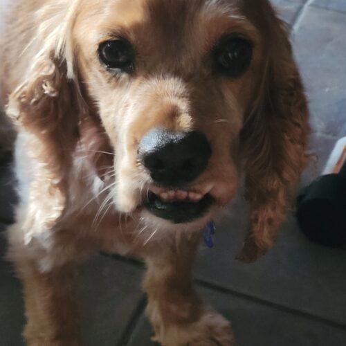 Enlarge Tom N 26083, a Adoptable Cocker Spaniel in Parker, CO image 5/5