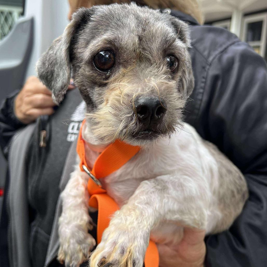 Bijou, Adoptable, Adult Female Shih Tzu.