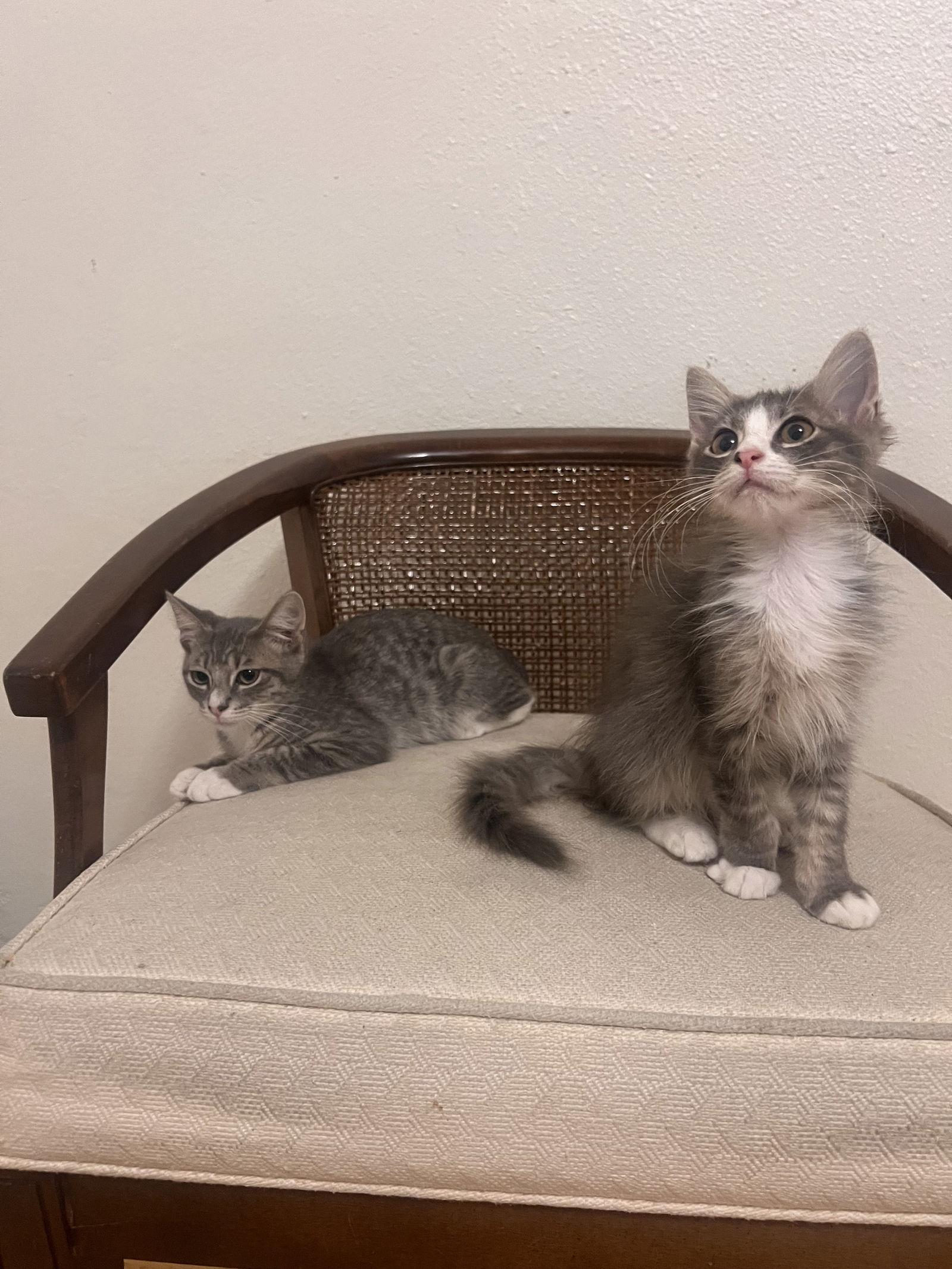 Puck, Adoptable, Kitten Male Tabby & Domestic Short Hair.