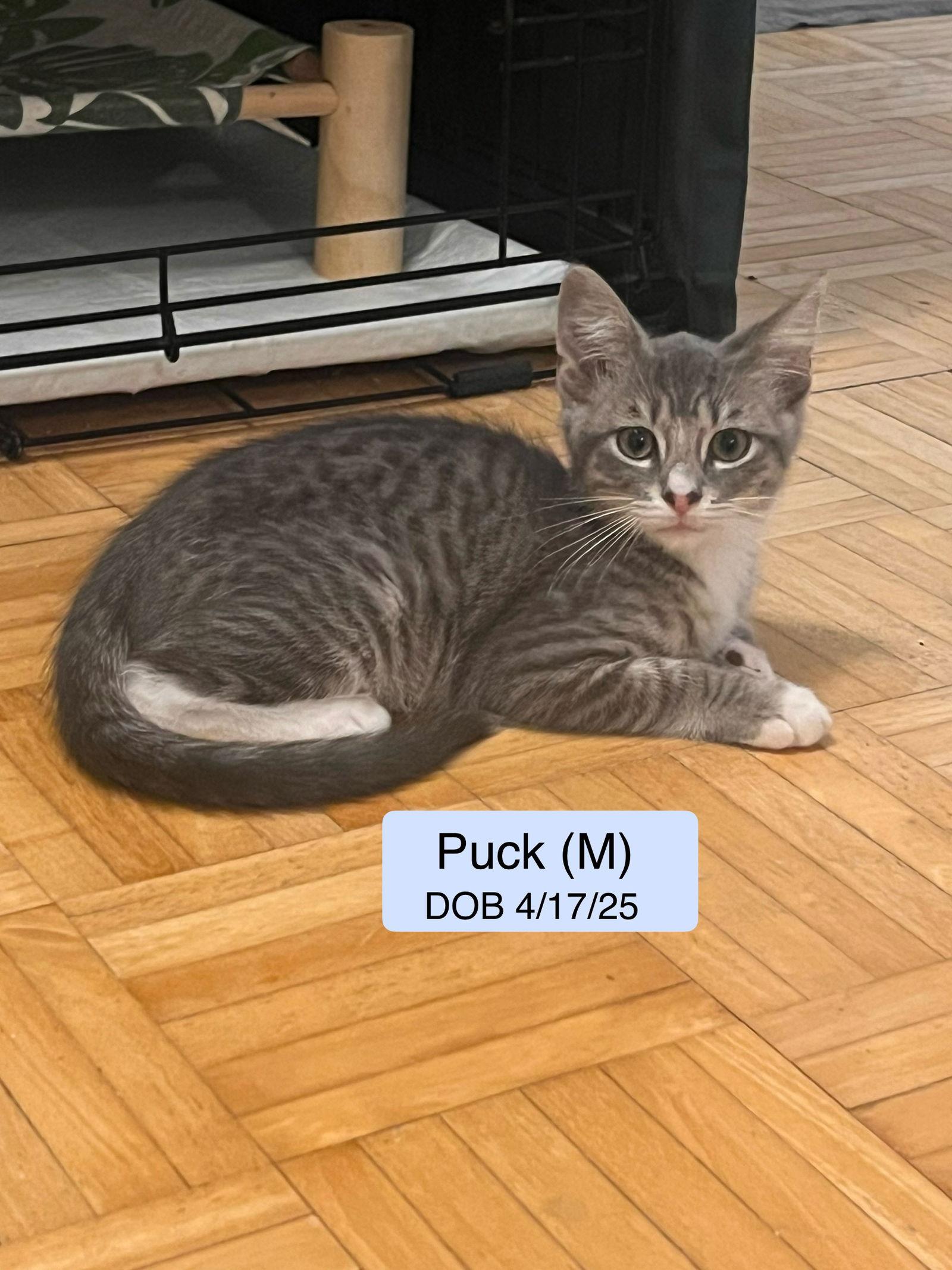 Enlarge Puck, a Adoptable mixed breed in Vacaville, CA image 2/2