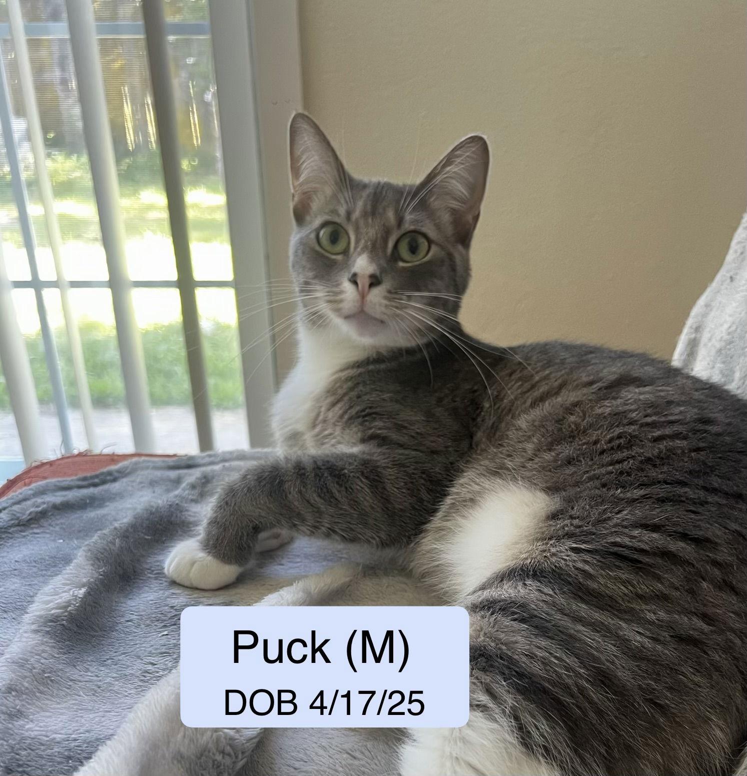 Puck bonded with Pease Blossom, a Adoptable mixed breed in Vacaville, CA image 1/2