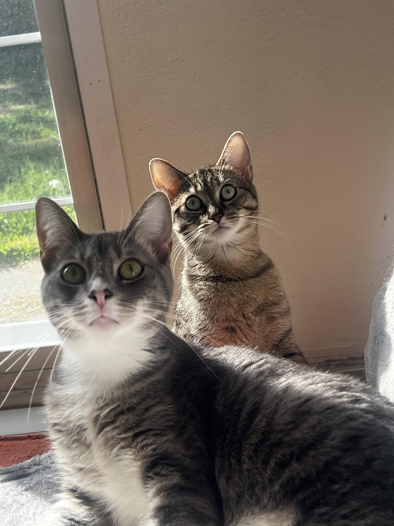 Puck bonded with Pease Blossom, a Adoptable mixed breed in Vacaville, CA image 2/2