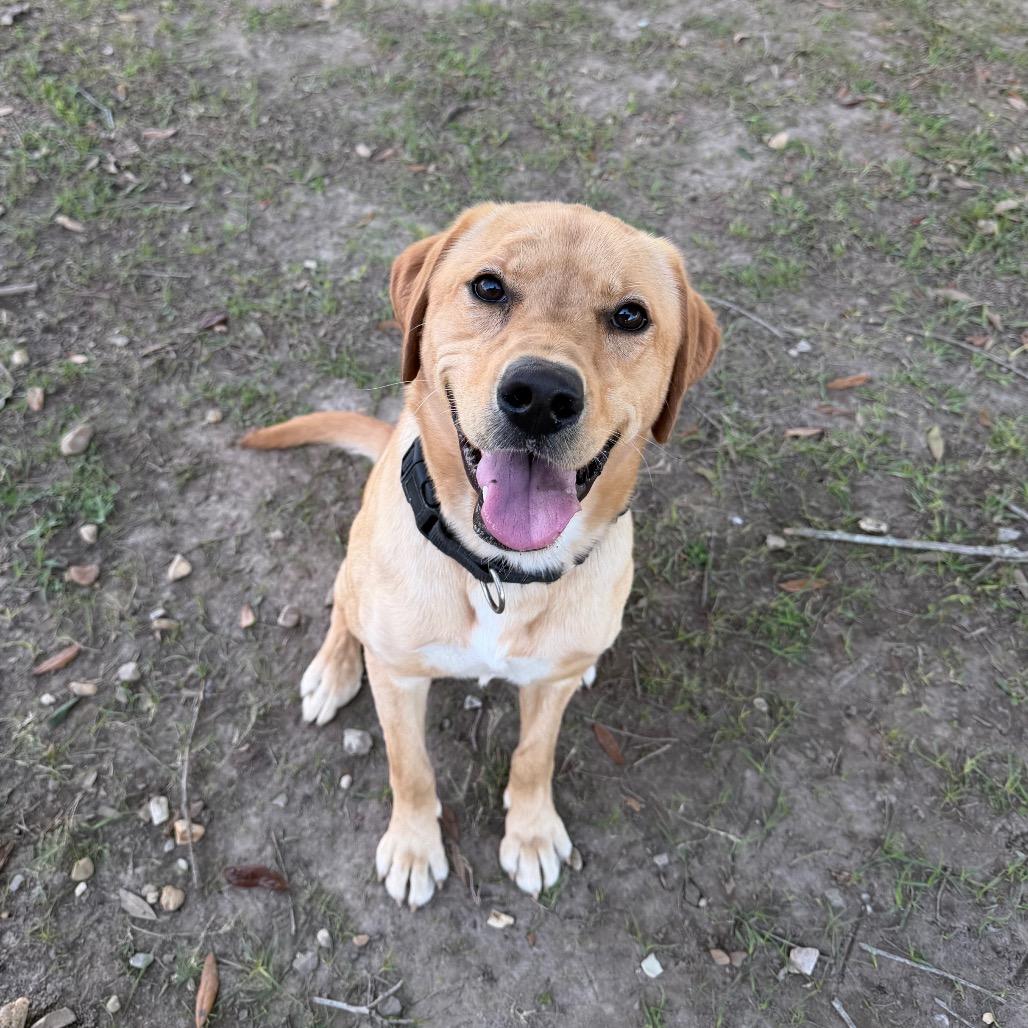 Fleece Blanket, a Adoptable mixed breed in Carencro, LA image 1/6