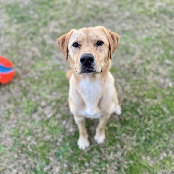 Enlarge Fleece Blanket, a Adoptable mixed breed in Carencro, LA image 1/6