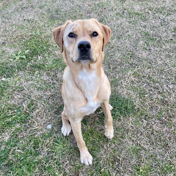 Enlarge Fleece Blanket, a Adoptable mixed breed in Carencro, LA image 2/6
