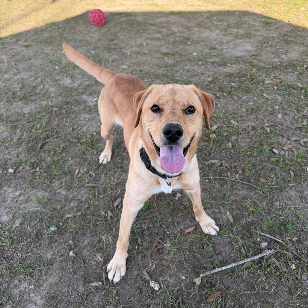 Fleece Blanket, a Adoptable mixed breed in Carencro, LA image 2/6