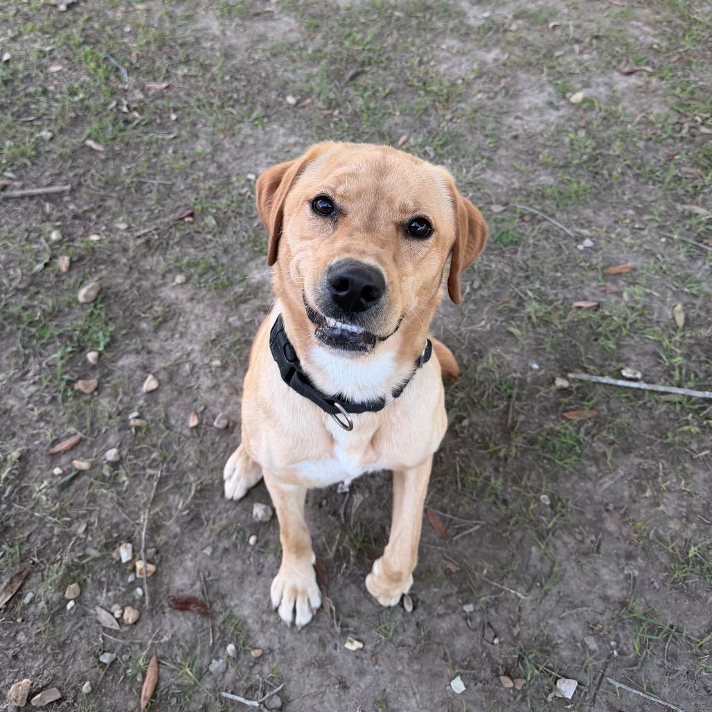 Enlarge Fleece Blanket, a Adoptable mixed breed in Carencro, LA image 4/6
